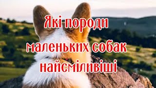 What breeds of small dogs are the bravest? by Жива Планета 164 views 3 weeks ago 4 minutes, 2 seconds