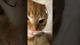 Cual Es Tu Comida Favorita?