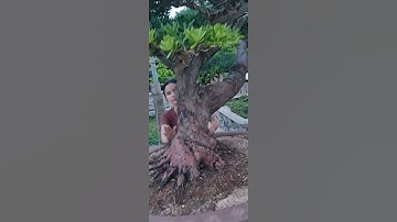 Bonsai Ứng | Giao lưu cùng ace cây tùng kim cương. Ace xin liên hệ 0934 094 679 Ứng. Xin cảm ơn !!!