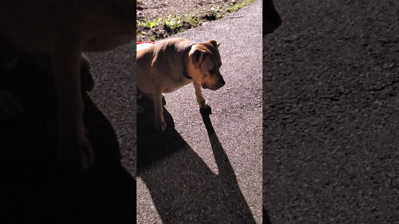 Beto loves his friend Chico - YouTube