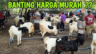 Download Lagu 950 Ribu 2 Ekor ‼️ BANTING HARGA MURAH SEPI PEMBELI !! PASAR PAHING TRENGGALEK JATIM @HargaTernak  MP3