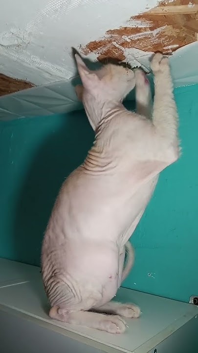 дикая кошка 😾 ПИРАМИДА - YouTube