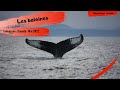 Les baleines de tadoussac  observer petit rorqual et bluga