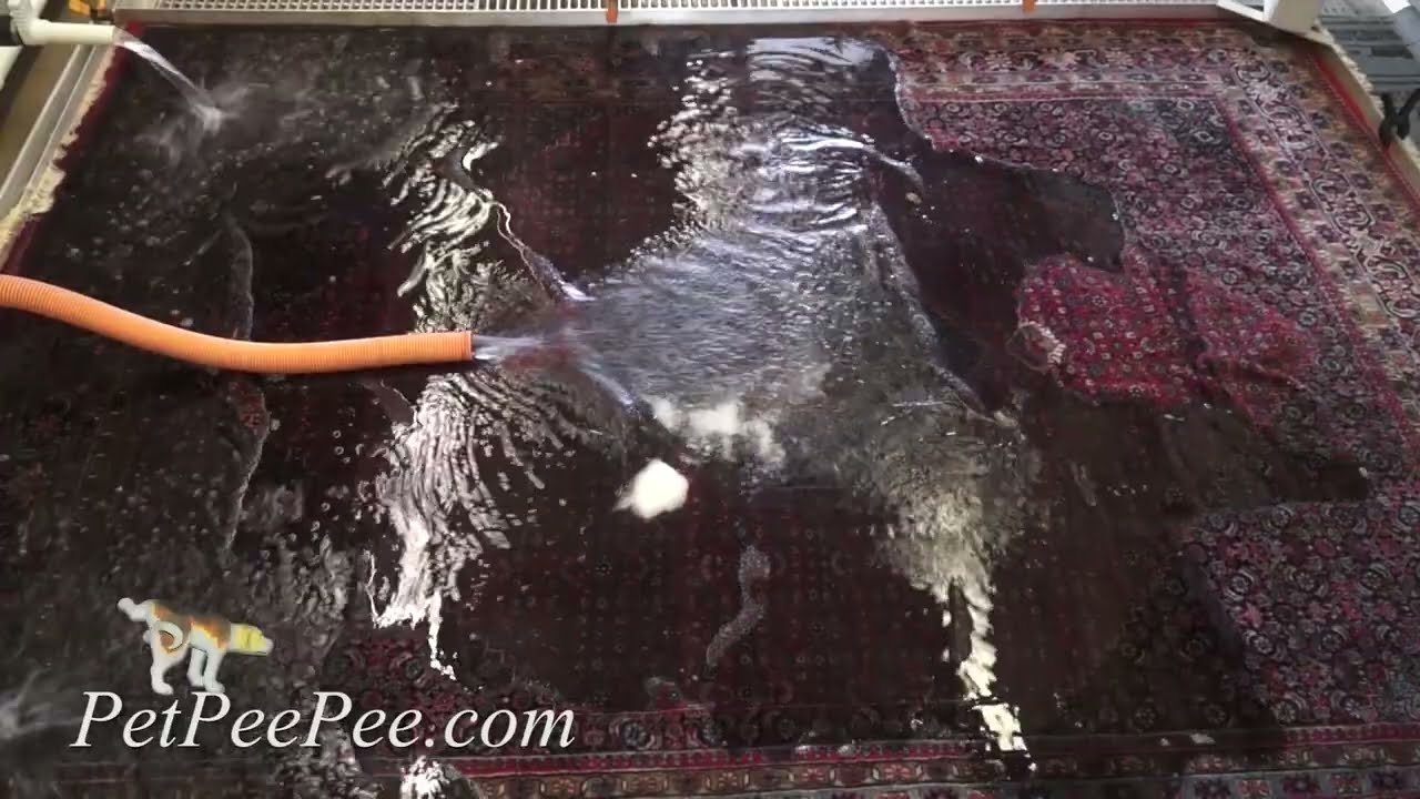 Гарантия на услугу по удалению запаха с восточного ковра PetPeePee!!!