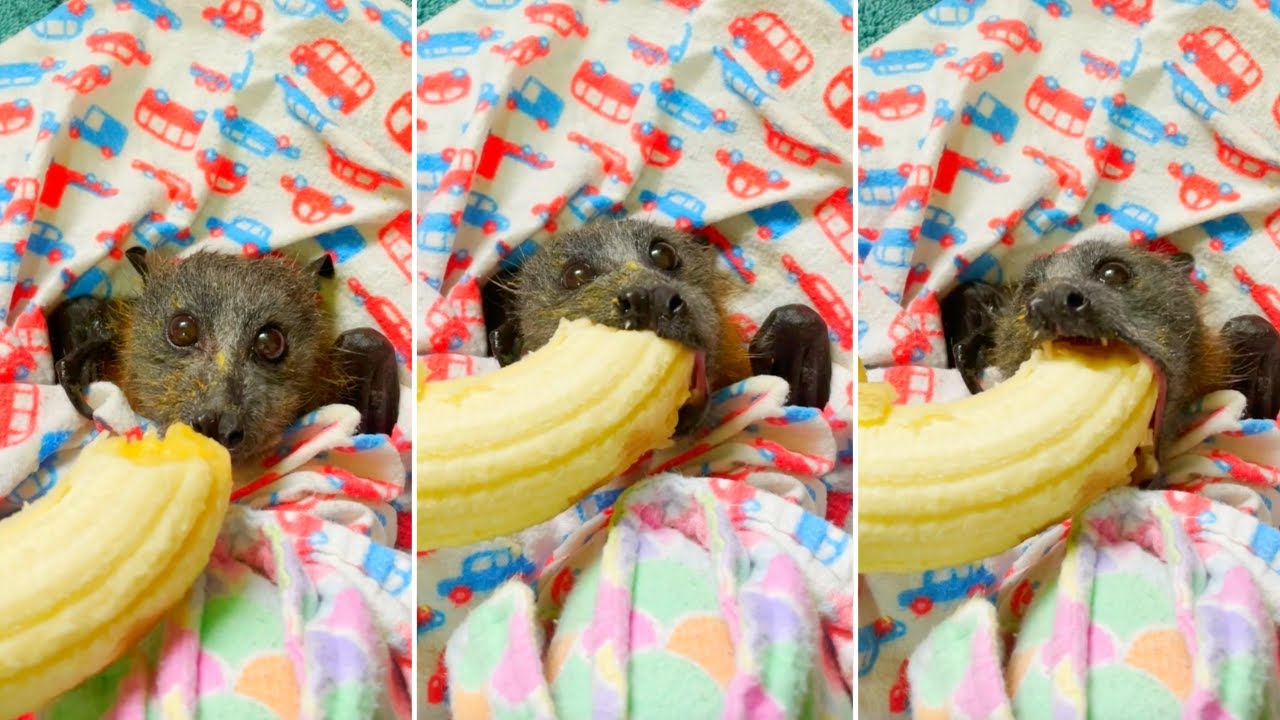 Baby Bat Eats A Banana YouTube