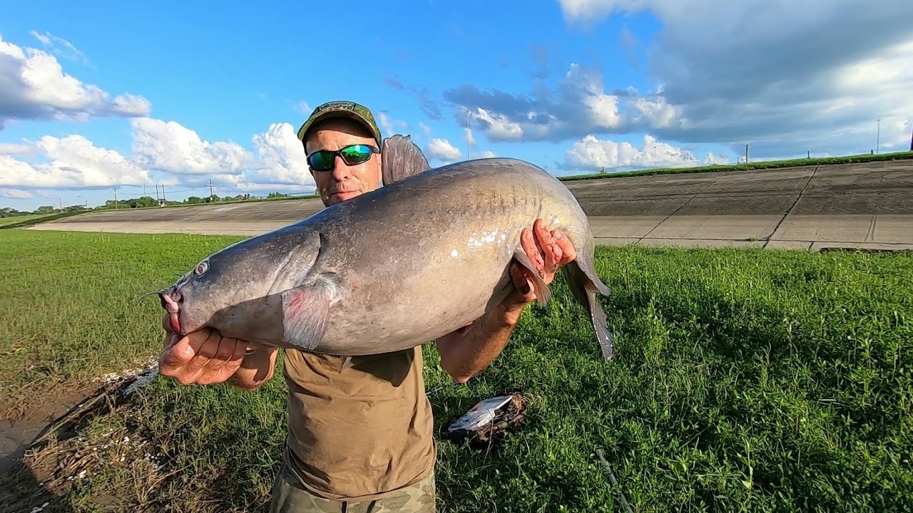 Fishing For Big Catfish Under A Bridge, Mississippi River 