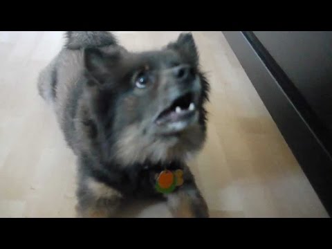 German Spitz Dog Guinness does some tricks, including amazing donkey kick!