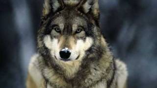 WolF SlideShow