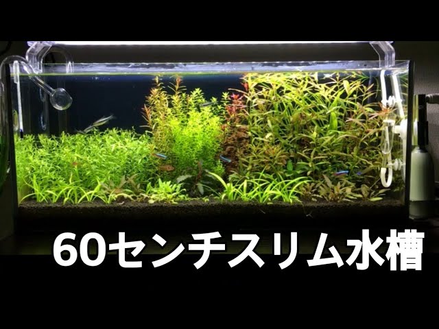 水槽　60cm Amazon.co.jp: Tetra Glass Tetra Silent Flex Set 60 Aquarium