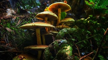 Ashdown Forest Fairwarp walk 4K