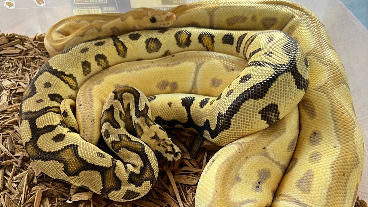 BALL PYTHONS FOR CHRISTMAS - YouTube