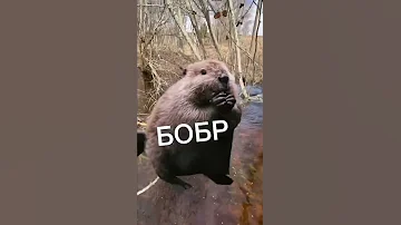 Увидели БОБРА?😱 #курчанов #shorts #мем #английский #tiktok