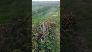 Amazing Clouds and Foxglove. inland Sea, Anglesey, North Wales.