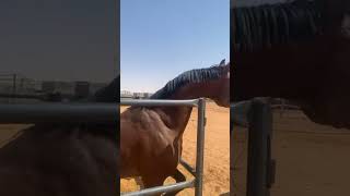 حرارة الخيل العربي الأصيل 🐎💙