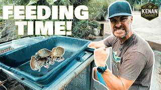 Smuggled Turtles Get A SECOND CHANCE!