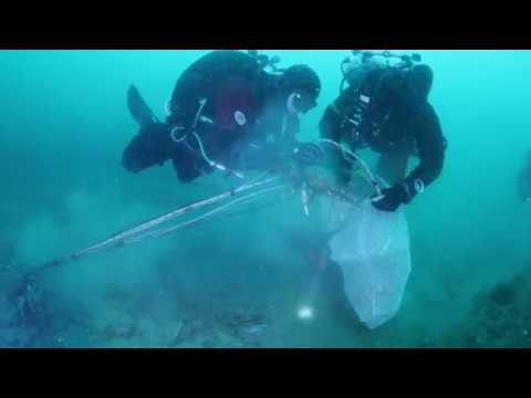 Hillsea Point Crab Rescue