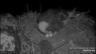 Two Harbors cam. Cholyn laid her second egg. 03.04.2023. Explore.org