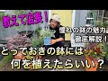 【教えて店長】ガーデナーの憧れウィッチフォードのこと、この季節植えるのにおすすめの植物のこと