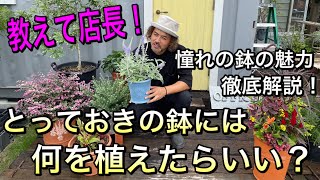 【教えて店長】ガーデナーの憧れウィッチフォードのこと、この季節植えるのにおすすめの植物のこと