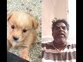 Baby dog#cute puppy barking#4kviral#shorts