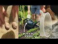 Do This With Potatoes To BOOST Soil & Plant Health #Shorts