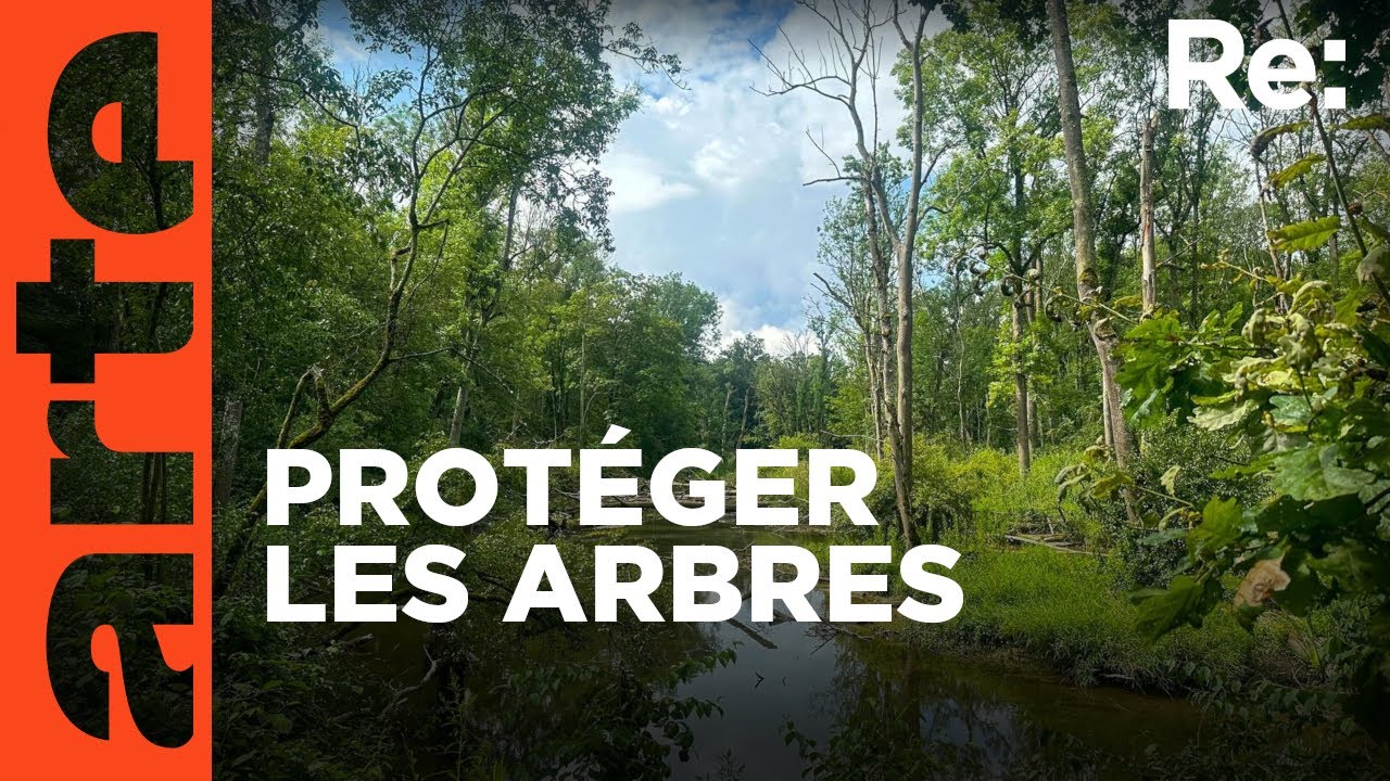 Chaque arbre compte ! | ARTE Regards