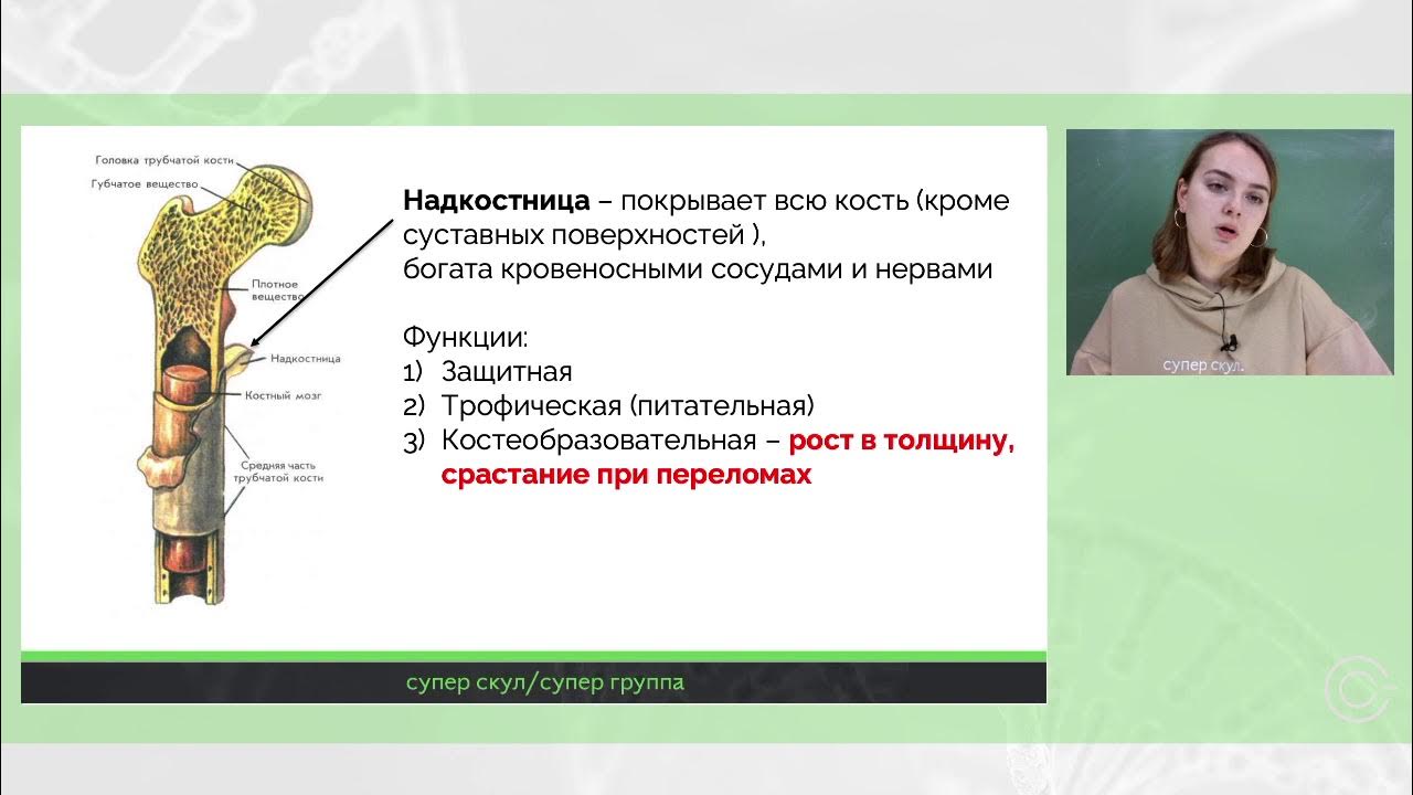 Кости ЕГЭ биология. Кость на ЕГЭ по биологии. Кости человека ЕГЭ биология. Строение кости ЕГЭ биология. На уроке биологии костя