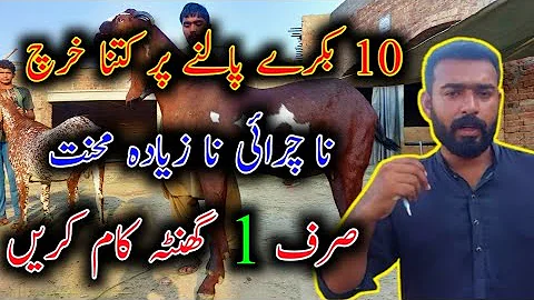 How To Start Bkra Farming || Bkra Farm || Bkra Farming in Pakistan