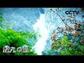 《地理·中国》 梅里秘境（四）20200411 | CCTV科教