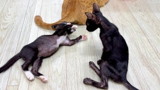 So Funny, Kittens ORio And Cosmo Are playing Together, They Are Make Friend With Each other!