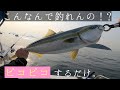 【イカナゴパターン】高速シェイクのゆっくり巻き!スーパーライトジギングで青物や真鯛を狙う。