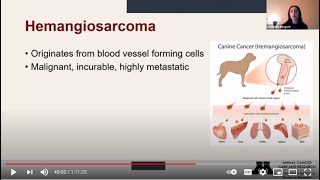 Improving patient outcomes for dogs with soft tissue sarcomas presented by Dr. Antonella Borgatti