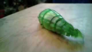 Hexbug Larva first impression