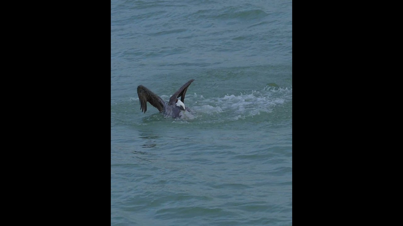 Brown Pelican Dives and Leaves Full