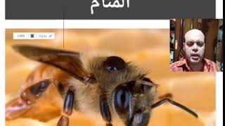 حشرات النحل في المنام لابن سيرين | تفسير حلم النحل في المنام | تفسير الأحلام | محمود أحمد منصور