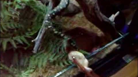 Diamond python feeding on mouse 1 of 2