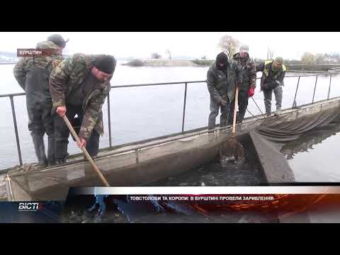 Товстолоби та коропи: в Бурштині провели зариблення