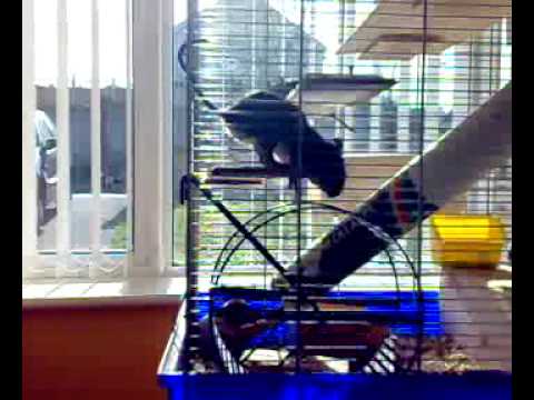 LIVE STREAMING FUNKOT ONLINE 2025