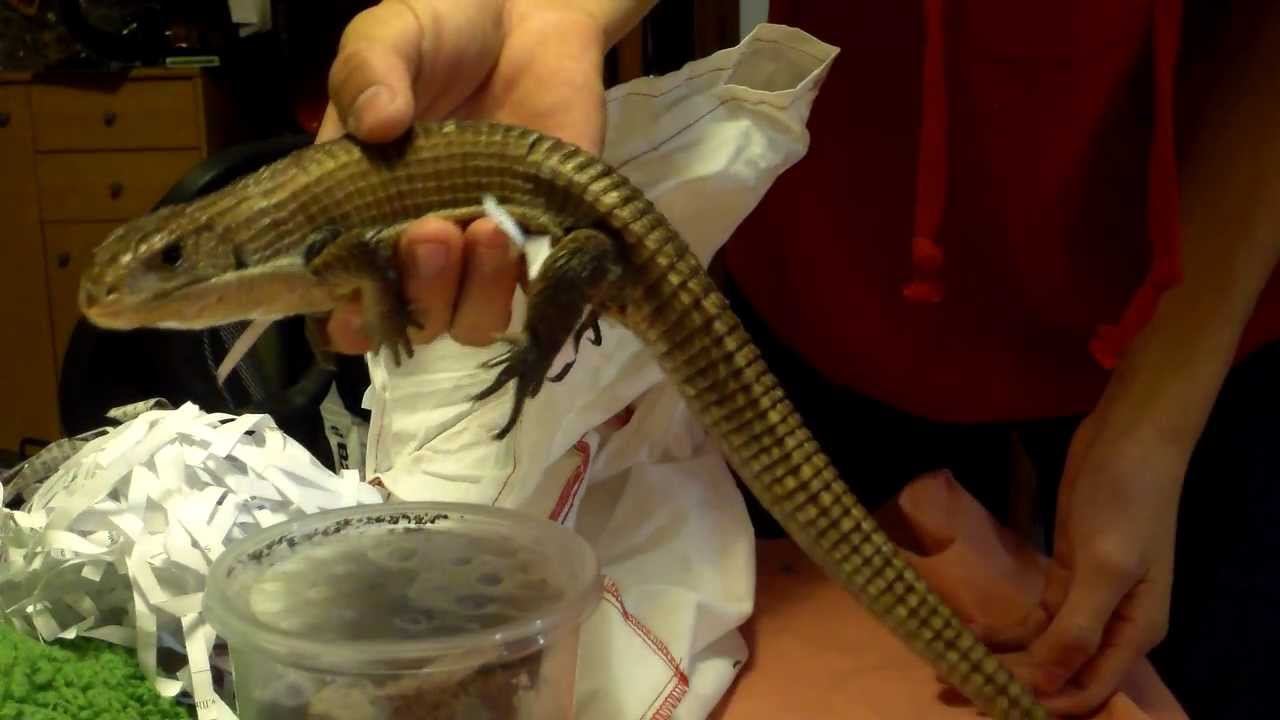 LLL Reptile Unboxing- Sudan Plated Lizard - YouTube