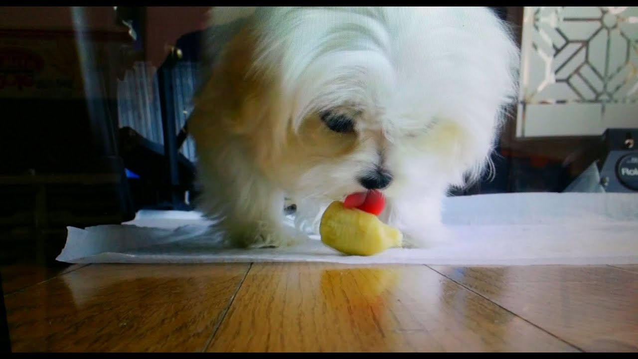 [Maltese]28탄.강아지 바나나 먹기.Maltese puppy eating a banana. YouTube