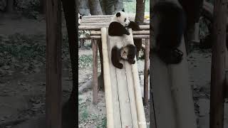 Bear slide with park