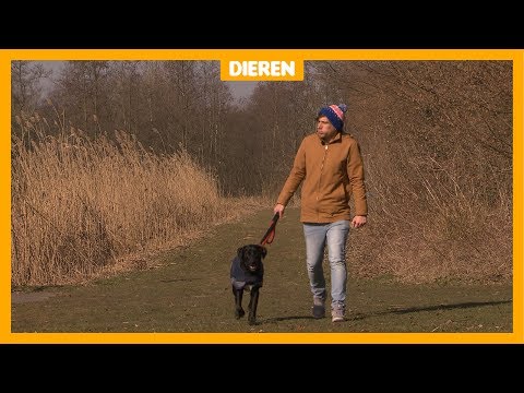 Video: Zo Bescherm Je Je Hond Tegen Teken In De Zomer?