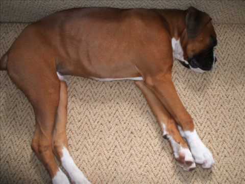 Boxer Dog Weight Chart