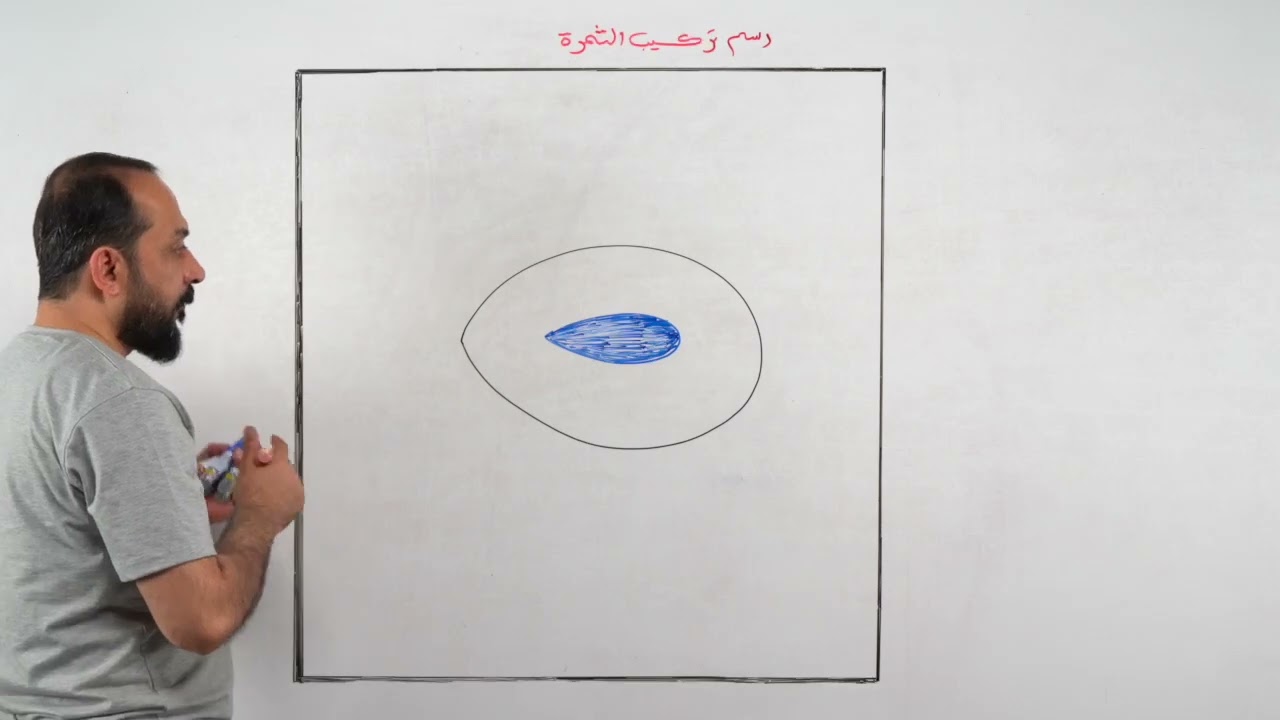 رسم طبقات الثمرة