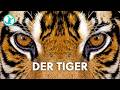 Die Gefährlichste Katze Der Erde Der Tiger Die Gefährlichste Katze Der Erde Der Tiger
