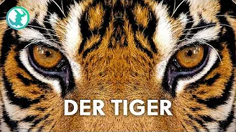 Die gefährlichste Katze der Erde: Der Tiger