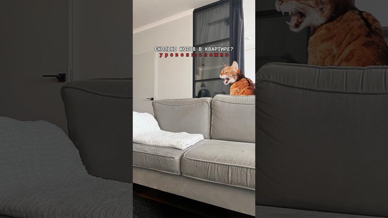 ОТГАДАЕШЬ сколько котов спрятано в квартире? #котики