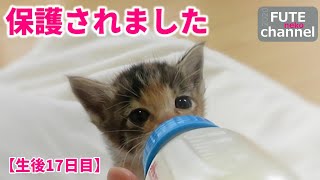 【生後17日目】保護子猫がやってきました。なんで箱に入れて置いていくなんてことができるんだろう　涙【保護子猫】