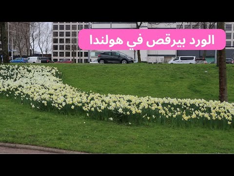 الزهور الراقصه في ربيع هولندا