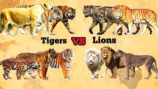 TIGERS VS LIONS  Size comparison | Living vs Extinct